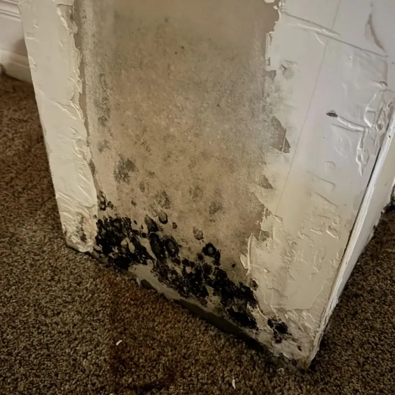 Professional Mold Removal in Norman, OK